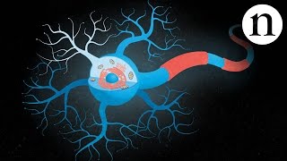 Inside ALS The neurons behind the disease [upl. by Naillimxam]