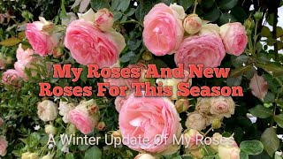 My Roses And New Roses For This Season [upl. by Millian]