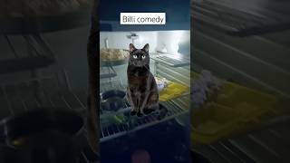 Billi comedy video 1k subscribe please yaar 1millonviwes [upl. by Drandell186]