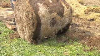 Zemiaky v sene cultivation potatoes in reeds [upl. by Aneema]