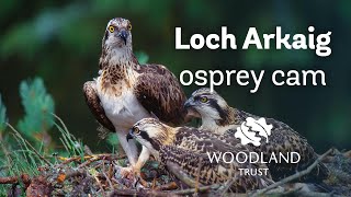 Female osprey arrives back at nest  Loch Arkaig Osprey Cam 2020 [upl. by Menken33]