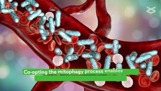 Understanding how mitophagy regulates innate immune responses triggered by mitochondrial stress [upl. by Lannie422]