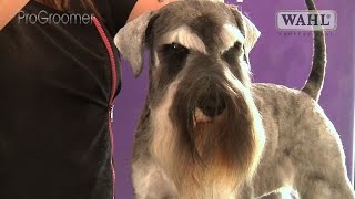 Grooming Guide  Miniature Schnauzer Pet Trim  Pro Groomer [upl. by Theodosia]