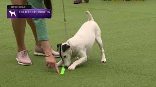 Fox Terriers Smooth  Breed Judging 2023 [upl. by Hayott]