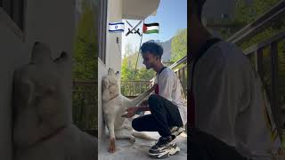 Israel 🇮🇱 Dog 🐶 palestine 🇵🇸tiger لايك اكسبلور جديد freepalestine shorts shortvideos [upl. by Maryrose]