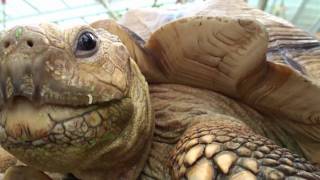 African spurred tortoise Geochelone sulcata [upl. by Gonsalve]