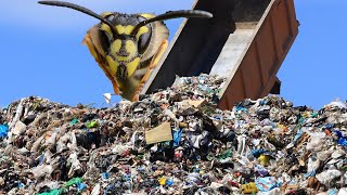 The removal that almost broke me ground wasp in a pile of garbage Massive yellow jacket nest [upl. by Htur]