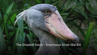 Top 10 Strangest Birds on Earth [upl. by Macdermot]