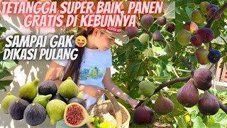 GEREBEK KEBUN TETANGGA  PANEN BUAH TIN BUAH ARAFIG GRATIS SEPUASNYA [upl. by Elnore]