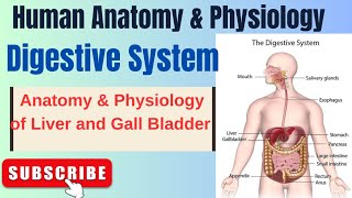 Anatomy amp Physiology of Liver and Gall Bladder I Digestive System I HAP I L5pharmacynotes [upl. by Rosenquist]