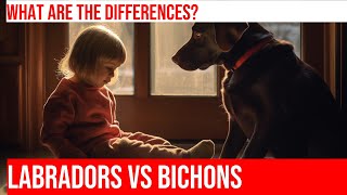 Labrador Retriever vs Bichon Frise A Temperament and Size Showdown [upl. by Nitsirt]