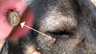 OMG Remove Big Ticks From My Dog’s Eyes😱🥶 [upl. by Mccutcheon]