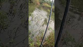 Frog Lure fishing fishingvideo zainfisher shorts [upl. by Eyla]