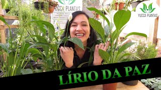 LÍRIO DA PAZ DICAS DE CULTIVO [upl. by Anerom]