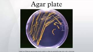 Agar plate [upl. by Arrak]