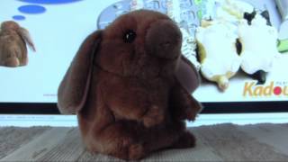 Mimicry Pet FloppyEared Rabbit by KadoUnik [upl. by Amhser]