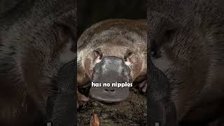 The DuckBilled Platypus shorts animalfacts [upl. by Carpet]