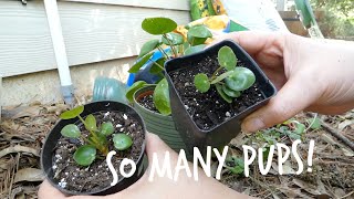 Pilea PeperomioidesChinese Money Plant UFO Plant Pancake Plant Propagation [upl. by Annaear]