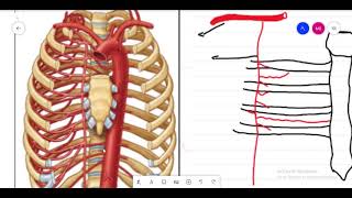 Anatomy of thoracic cage  mediastinum  pericardium [upl. by Wyn]