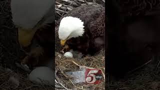 Eagle cam returns with new nest eagles [upl. by Capone]