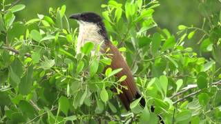 Burchells Coucal calling [upl. by Elylrac914]