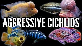 Top 10 Most Aggressive Cichlids [upl. by Caz]