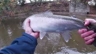 Fall Steelhead Lake Erie Trib PA 2023 [upl. by Assirolc]