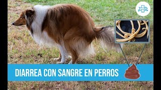 DIARREA con SANGRE en PERROS ¿hay REMEDIOS CASEROS [upl. by Tare]