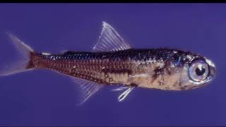 Facts The Lanternfish [upl. by Mcgraw]