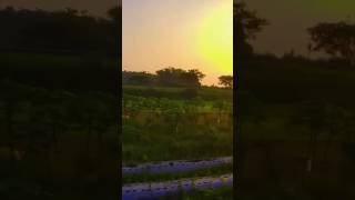 Land clearing for millennial farmers agriculture farmingtips farming farm agricultura [upl. by Arvie]