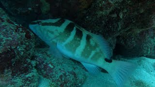 Birthday SCUBA diving with endangered Nassau grouper and cleaning the reef 62624 Dania Beach FL [upl. by Felten]