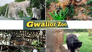 Gwalior Zoo Travel Vlog  ग्वालियर चिड़ियाघर  Madhya Pradesh  Gandhi Zoological Park GwaliorZoo [upl. by Neelloj]