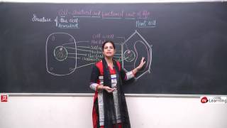 Cell Structure amp Function for Class 8th  0311 [upl. by Dougall540]