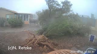 Toppling Desert Willow [upl. by Schwing]