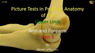 Picture tests in upper limb anatomy arm and forearm 3 [upl. by Chud893]