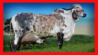 🏆 GYR LECHERO 🔴 DATOS CURIOSOS ✅ Vacas Lecheras cow [upl. by Rodmun485]