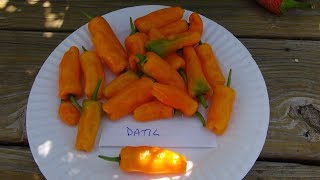 ⟹ POD REVIEW Datil Pepper Capsicum chinense pepper [upl. by Fusuy]