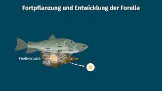 Fische – Fortpflanzung Brutpflege und Entwicklung einfach erklärt  sofatutor [upl. by Ad]