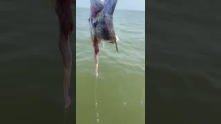 Shark Attack While Kayak Fishing shark kayakfishing [upl. by Ebehp]