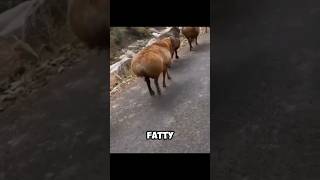 The FATTAILED SHEEP  Wonderful ADAPTATIONS 🤩 [upl. by Gora]