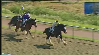 Shire horse racing [upl. by Kauppi]