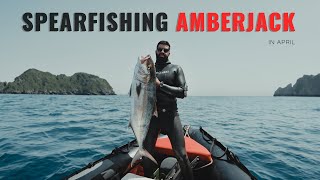 Spearfishing Amberjack Mediterranean April [upl. by Vicky]