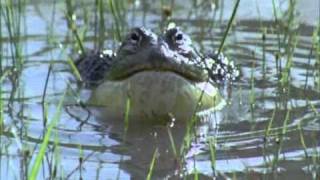 BBC Life African Bull Frog Fight Sir David Attenborough [upl. by Siuqcram]