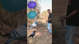 parrot pingen crow peacock 🦚shortsfeed vairalvideo shortsfeed shorts trending [upl. by Aitnecserc427]