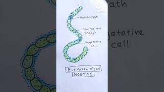 Nostoc blue green algae diagram। ।easy bacteria diagram youtubeshorts diagram [upl. by Doownil768]