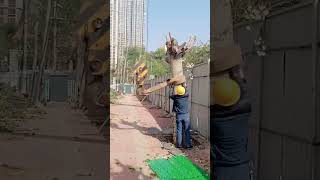 Tree transplanting process with a crane [upl. by Eloisa]