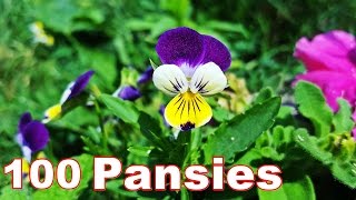 Top 100 Pansies 🌺 Viola Tricolor 🌺 Video with Pansy Flower 4K [upl. by Llerud]