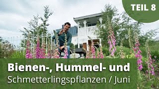 Bienen Hummel und Schmetterlingspflanzen  Juni [upl. by Ellerud569]