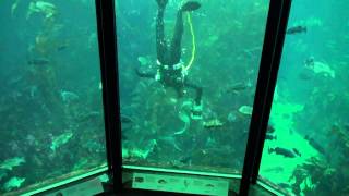 Wolf Eel comes out to play at Monterey Bay Aquarium [upl. by Lowson249]