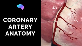 Coronary Artery Anatomy 3D Anatomy Tutorial  UKMLA  CPSA [upl. by Fidellas]